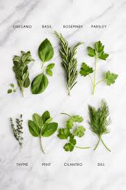 Herbal Delights: Exploring the Magic of Fresh Herbs